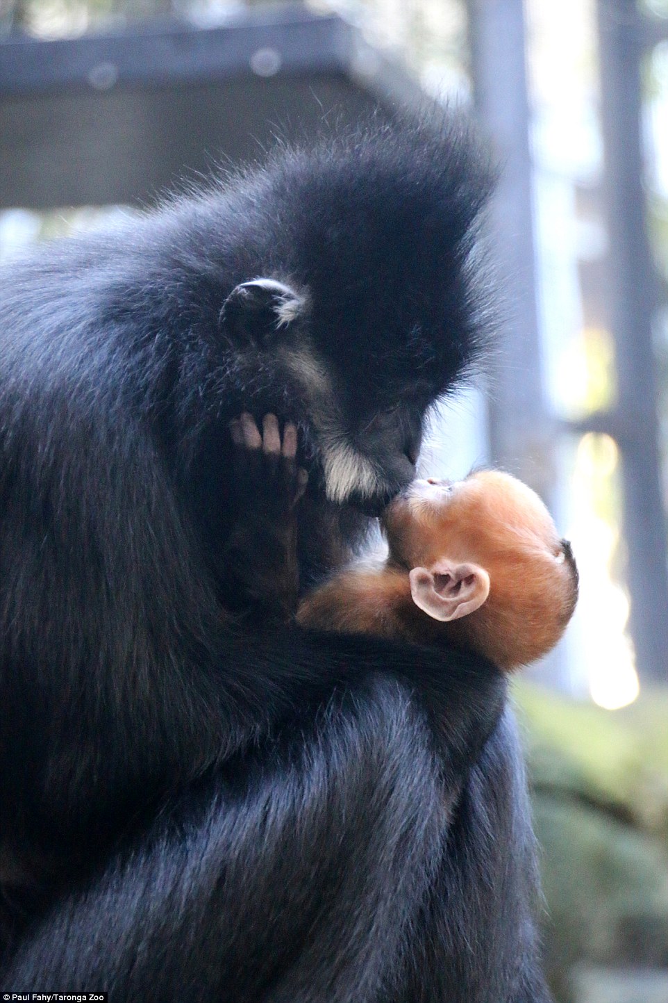 3722F19900000578-3735554-A_mother_and_baby_Fran_ois_Langur_have_been_captured_sharing_a_h-a-29_1470967291279